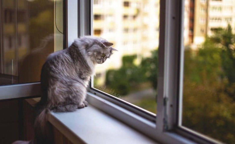 Псевдоантикошка от производителей окон