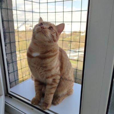Для чего нужна антикошка на пластиковое окно