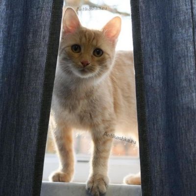 Почему москитные сетки опасны для жизни кота?