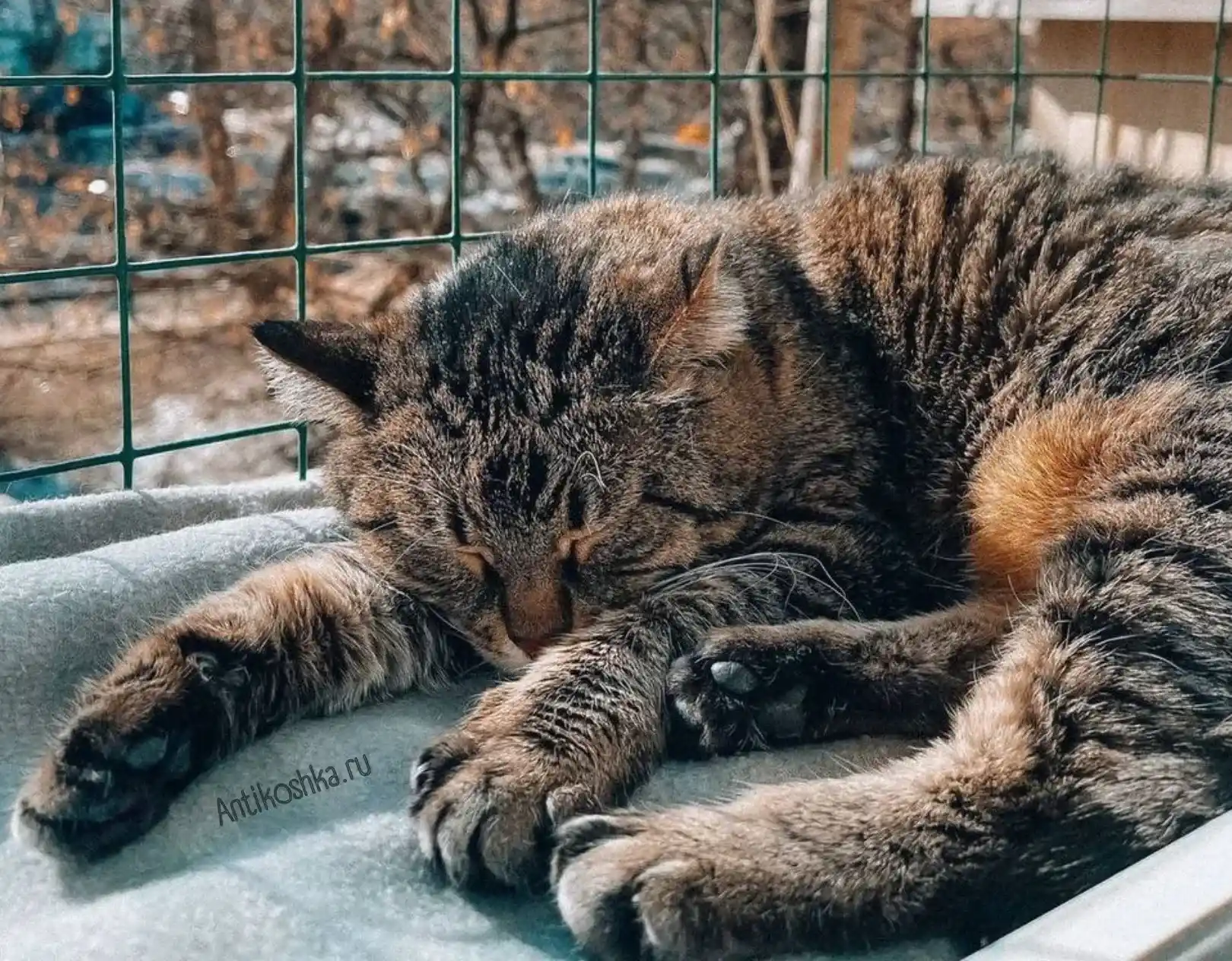 Выгул на окно для кошек