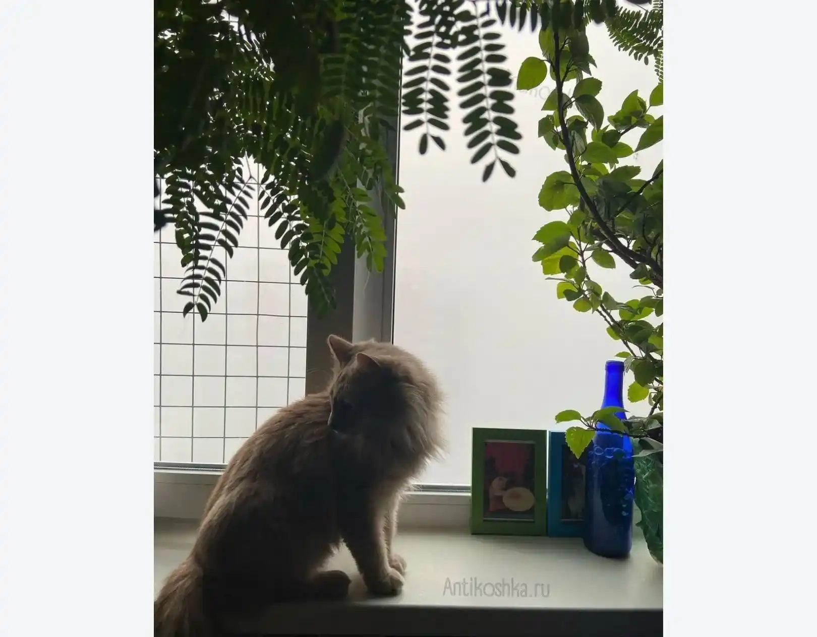 сетка антикошка