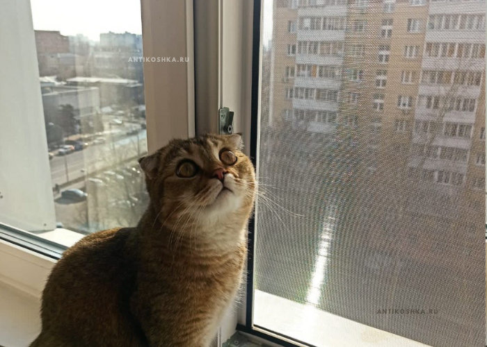 Сетка нержавеющая сталь 1х1 мм - антикошка