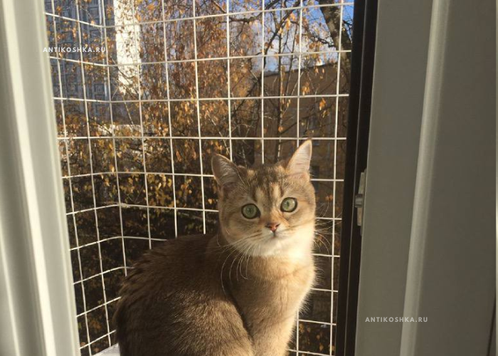 Стандартный выгул на окно ( белый ) - антикошка