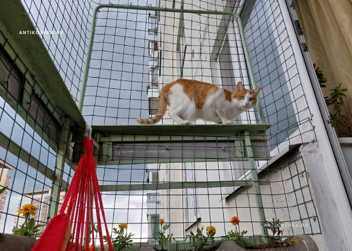 Обтяжка балкона - антикошка