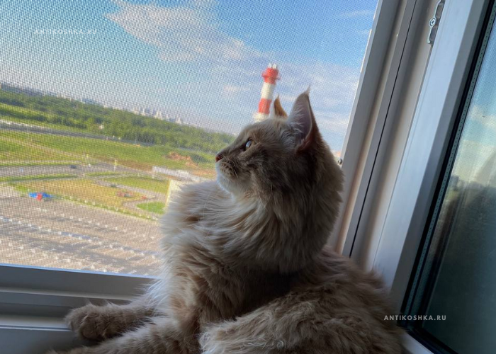 Сетка из нержавеющей стали без сверления - антикошка