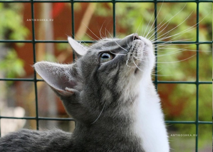 Сетка стальная в зеленом ПВХ 2x2/5х5 см - антикошка